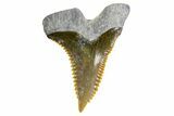 Fossil Shark Tooth (Hemipristis) - Bone Valley, Florida #299472-1